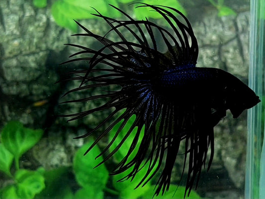 Jumbo Black Orchid Crowntail Male