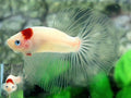 RARE Tancho Koi Halfmoon Male