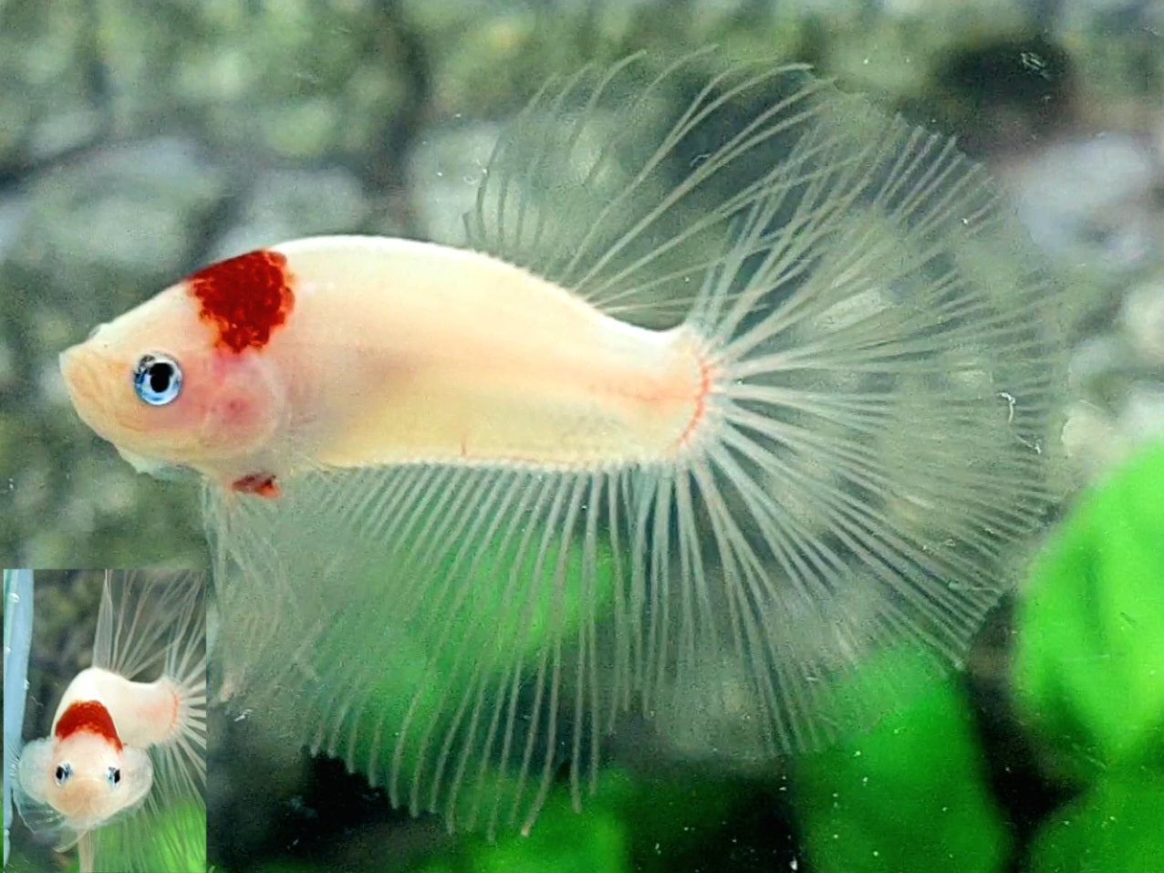 RARE Tancho Koi Halfmoon Male