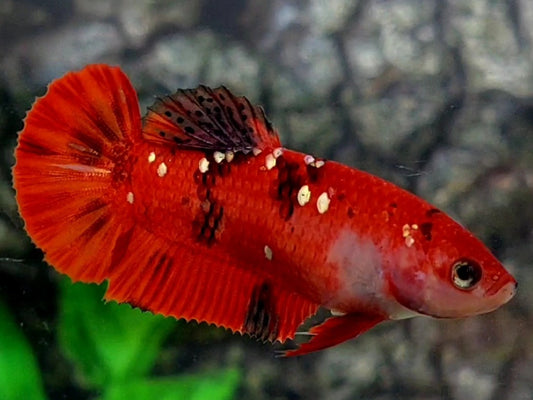 Red Tiger Gold Galaxy HMPK Female For Sorority / Breed