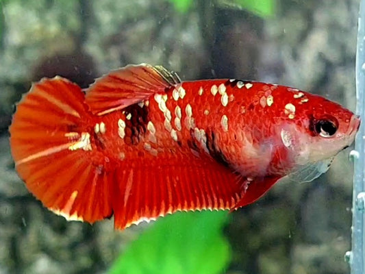 Red Tiger Gold Galaxy HMPK Female For Sorority / Breed