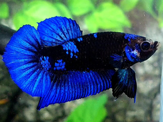 Blue Black Galaxy HMPK Male