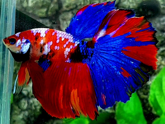 Multicolor Red Galaxy Halfmoon Male