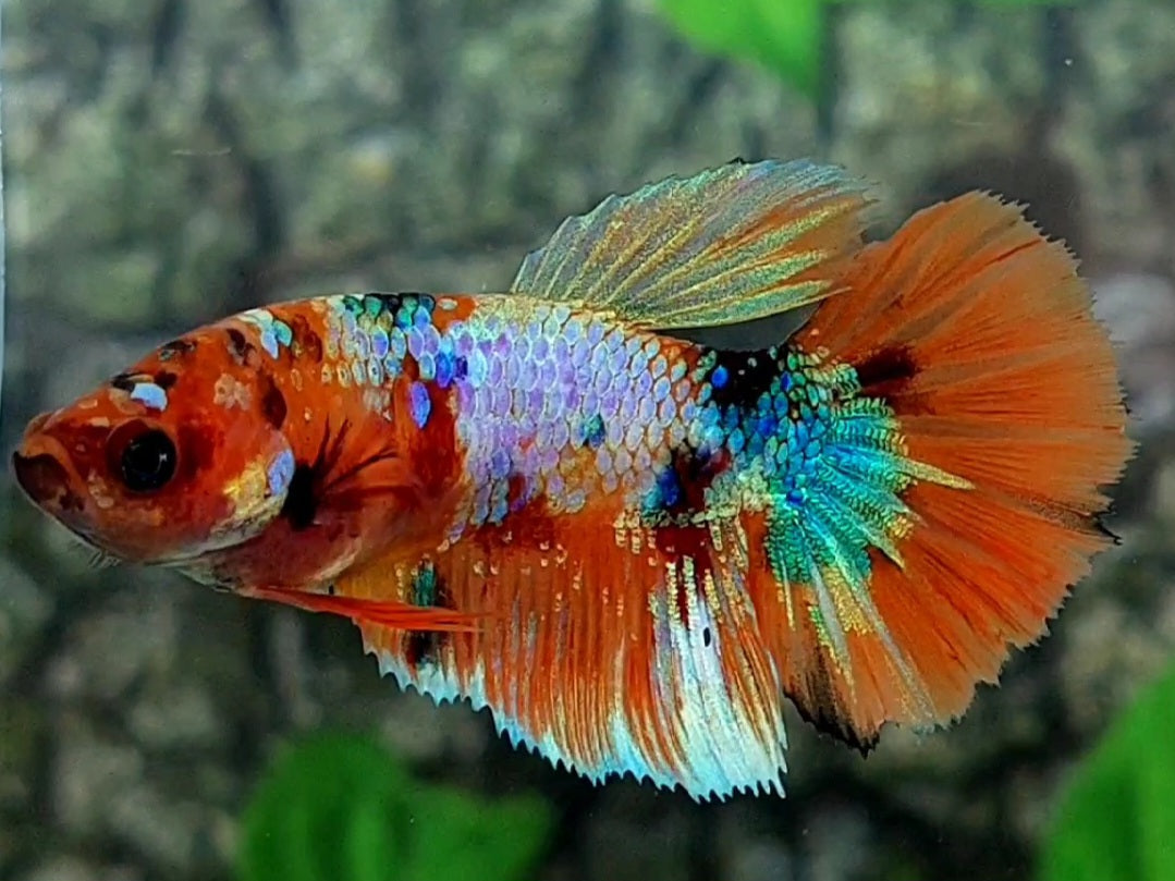 Multicolor Galaxy Halfmoon Female For Sorority / Breed #na