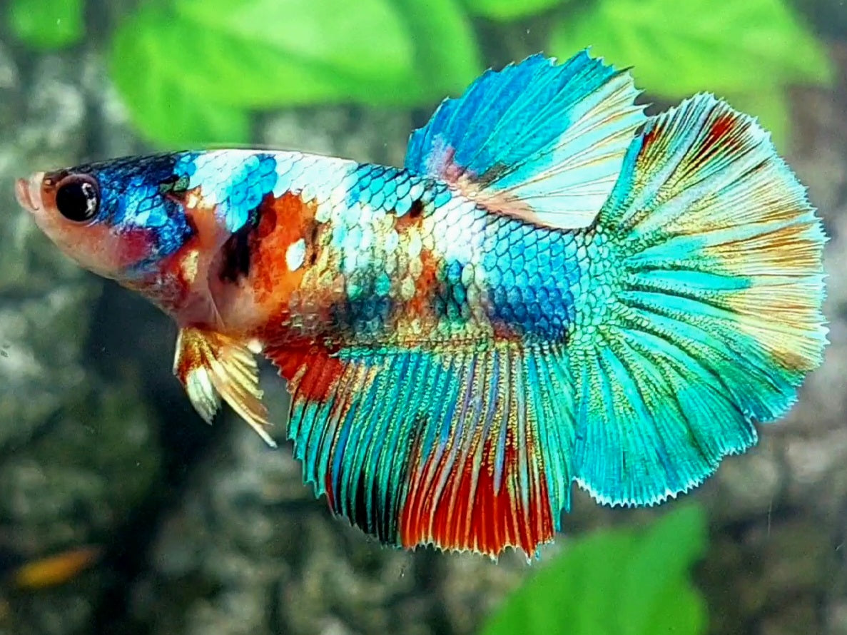 Multicolor Galaxy Halfmoon Female For Sorority / Breed #na