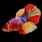 Multicolor Candy Halfmoon Female For Sorority Tank/Breed