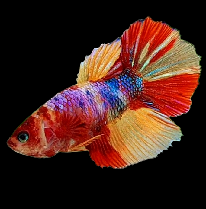 Multicolor Candy Halfmoon Female For Sorority Tank/Breed