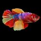 Multicolor Candy Halfmoon Female For Sorority Tank/Breed