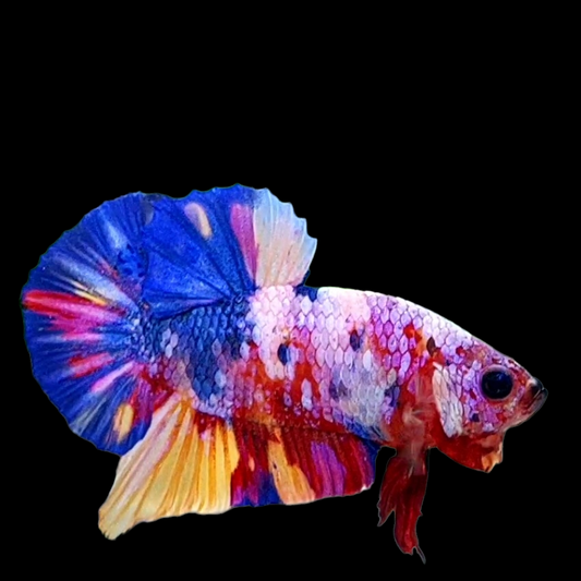 Multicolor Pink Purple Galaxy HMPK Male