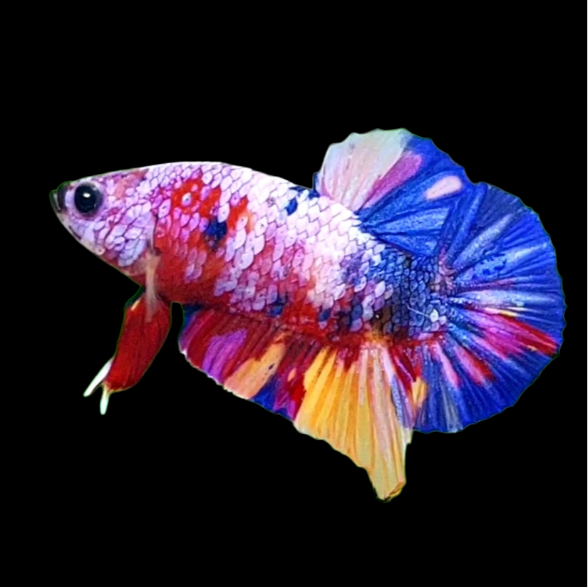 Multicolor Pink Purple Galaxy HMPK Male