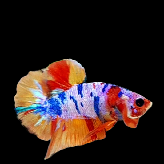 Multicolor Pink Candy HMPK Male