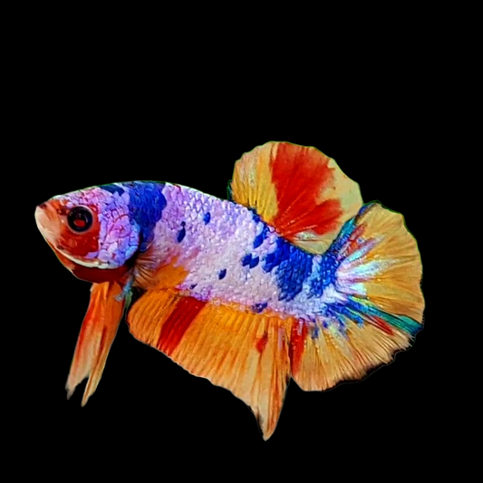 Multicolor Pink Candy HMPK Male