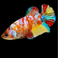 Multicolor Yellowbase Galaxy HMPK Female For Sorority Tank/Breed