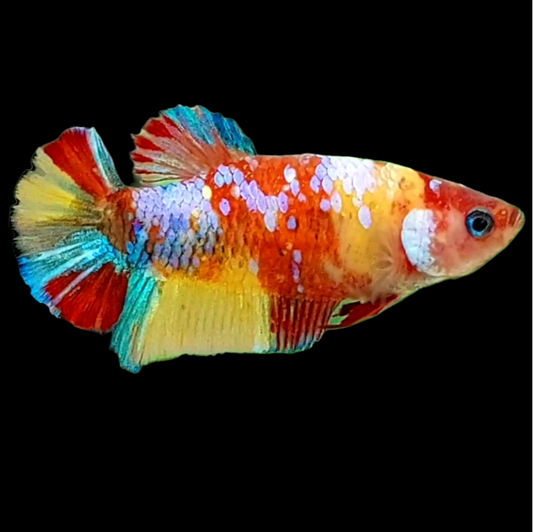 Multicolor Yellowbase Galaxy HMPK Female For Sorority Tank/Breed