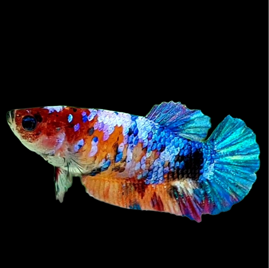 Multicolor Galaxy HMPK Female For Sorority Tank/Breed