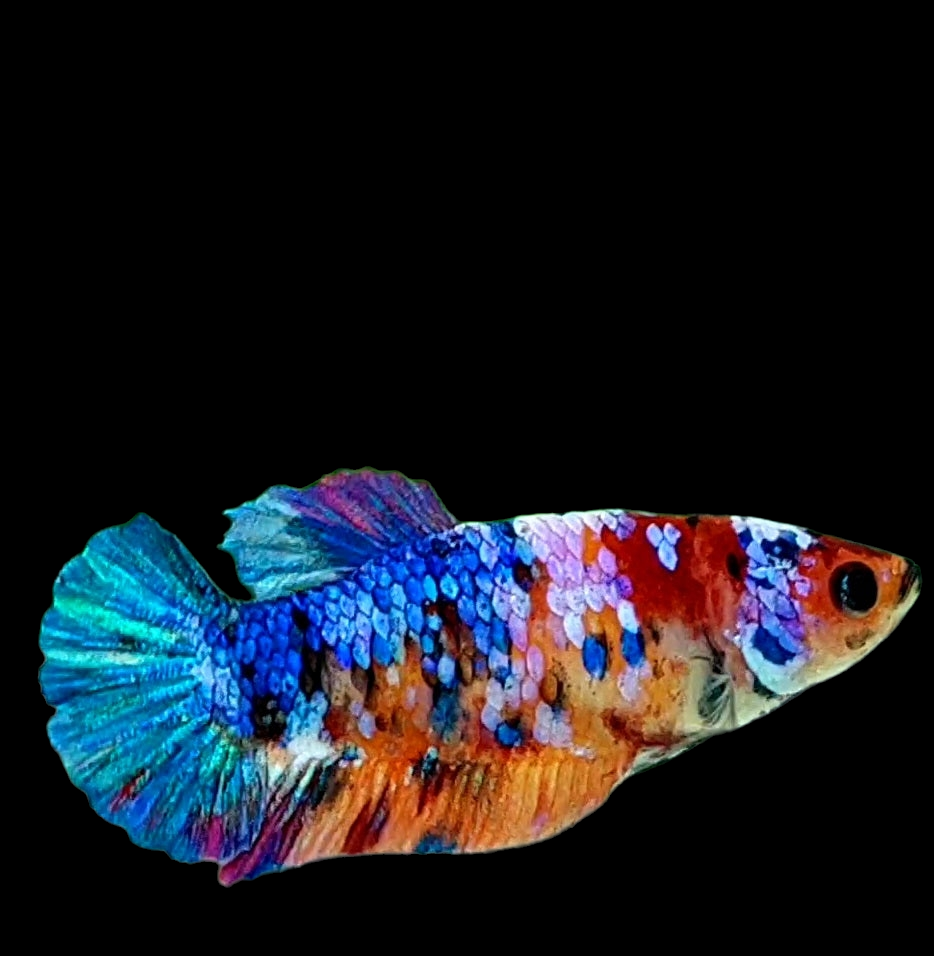 Multicolor Galaxy HMPK Female For Sorority Tank/Breed