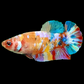 Multicolor Galaxy HMPK Female For Sorority Tank/Breed