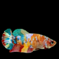 Multicolor Galaxy HMPK Female For Sorority Tank/Breed