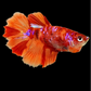 Nemo Candy Galaxy Halfmoon Female For Sorority Tank/Breed