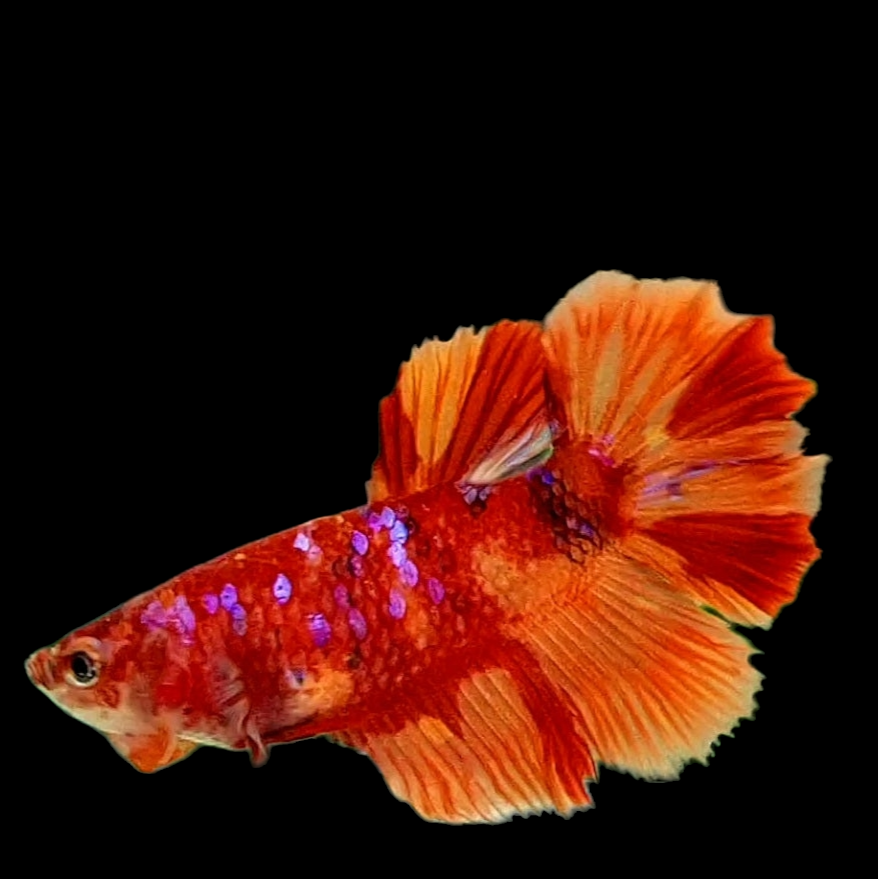 Nemo Candy Galaxy Halfmoon Female For Sorority Tank/Breed