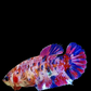 Multicolor Purple Pink Galaxy HMPK Female For Sorority Tank/Breed