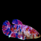 Multicolor Purple Pink Galaxy HMPK Female For Sorority Tank/Breed