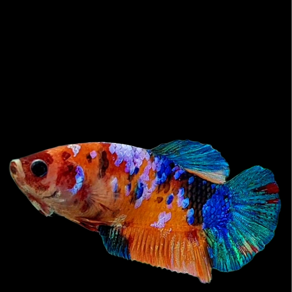 Multicolor Galaxy HMPK Female For Sorority Tank/Breed