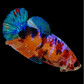 Multicolor Galaxy HMPK Female For Sorority Tank/Breed