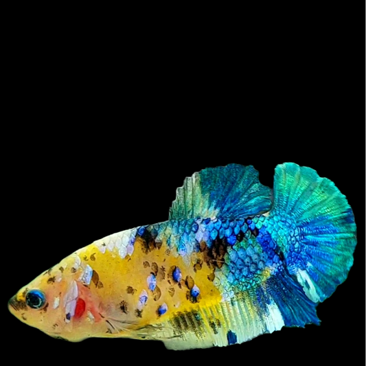 Yellow Galaxy Blue Green Tiger HMPK Female For Sorority Tank/Breed