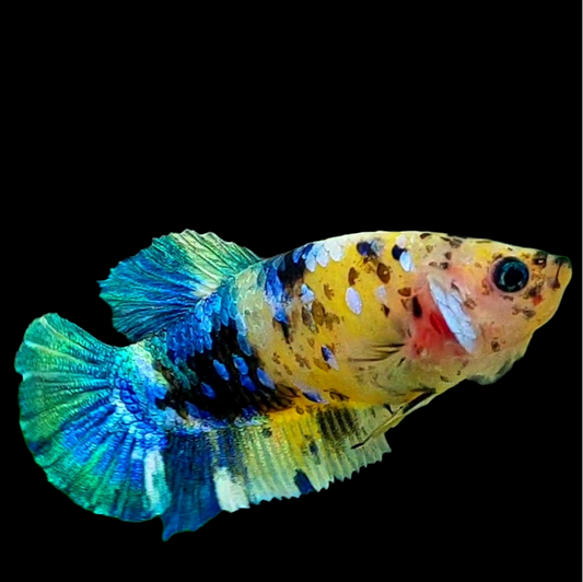 Yellow Galaxy Blue Green Tiger HMPK Female For Sorority Tank/Breed