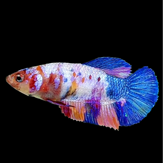 Multicolor Purple Pink Candy HMPK Female For Sorority Tank/Breed