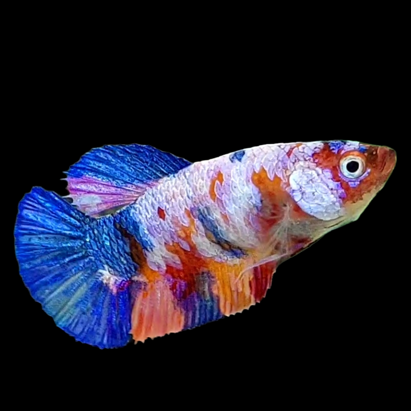 Multicolor Purple Pink Candy HMPK Female For Sorority Tank/Breed