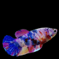 Multicolor Purple Pink Candy HMPK Female For Sorority Tank/Breed