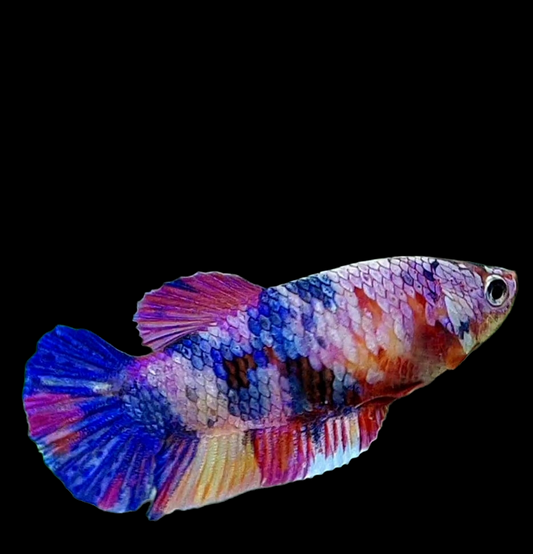 Multicolor Purple Pink Candy HMPK Female For Sorority Tank/Breed