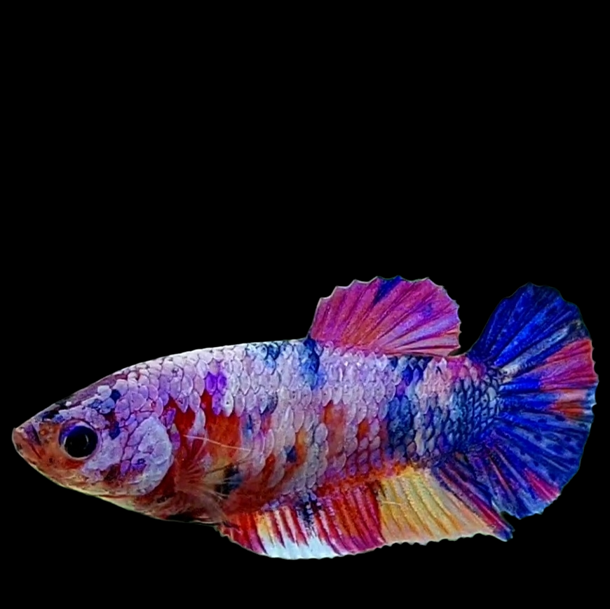 Multicolor Purple Pink Candy HMPK Female For Sorority Tank/Breed