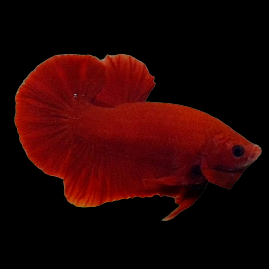 Hellboy Red Blood HMPK Male