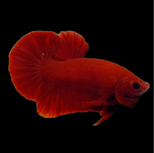 Hellboy Red Blood HMPK Male