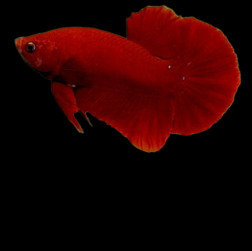 Hellboy Red Blood HMPK Male