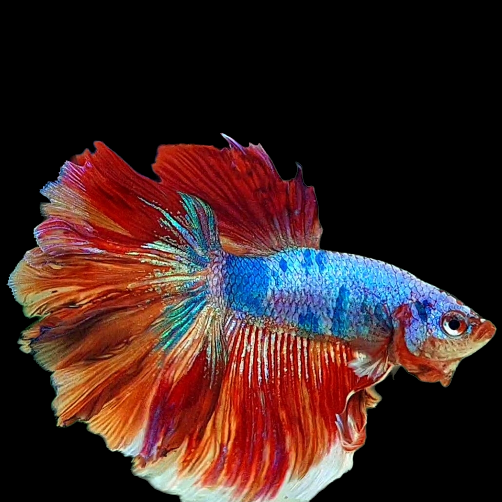 Multicolor Candy Halfmoon Male