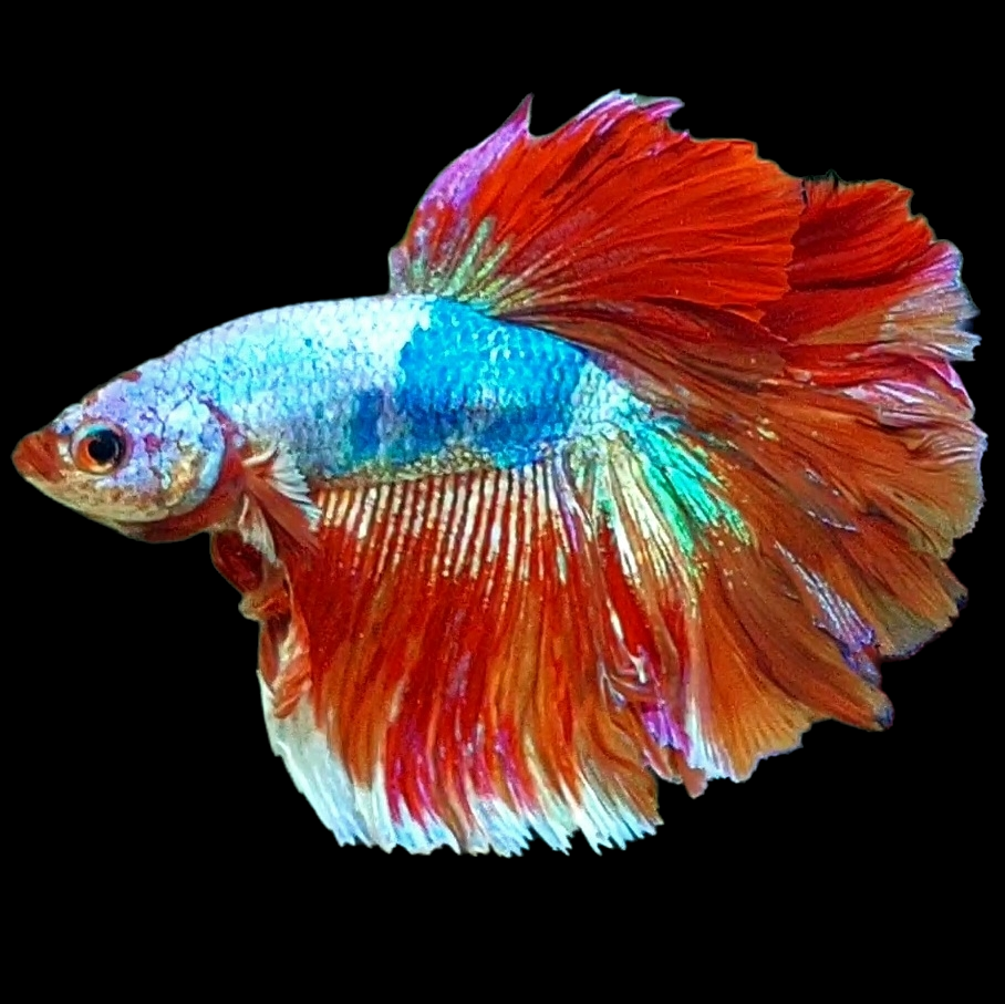 Multicolor Candy Halfmoon Male