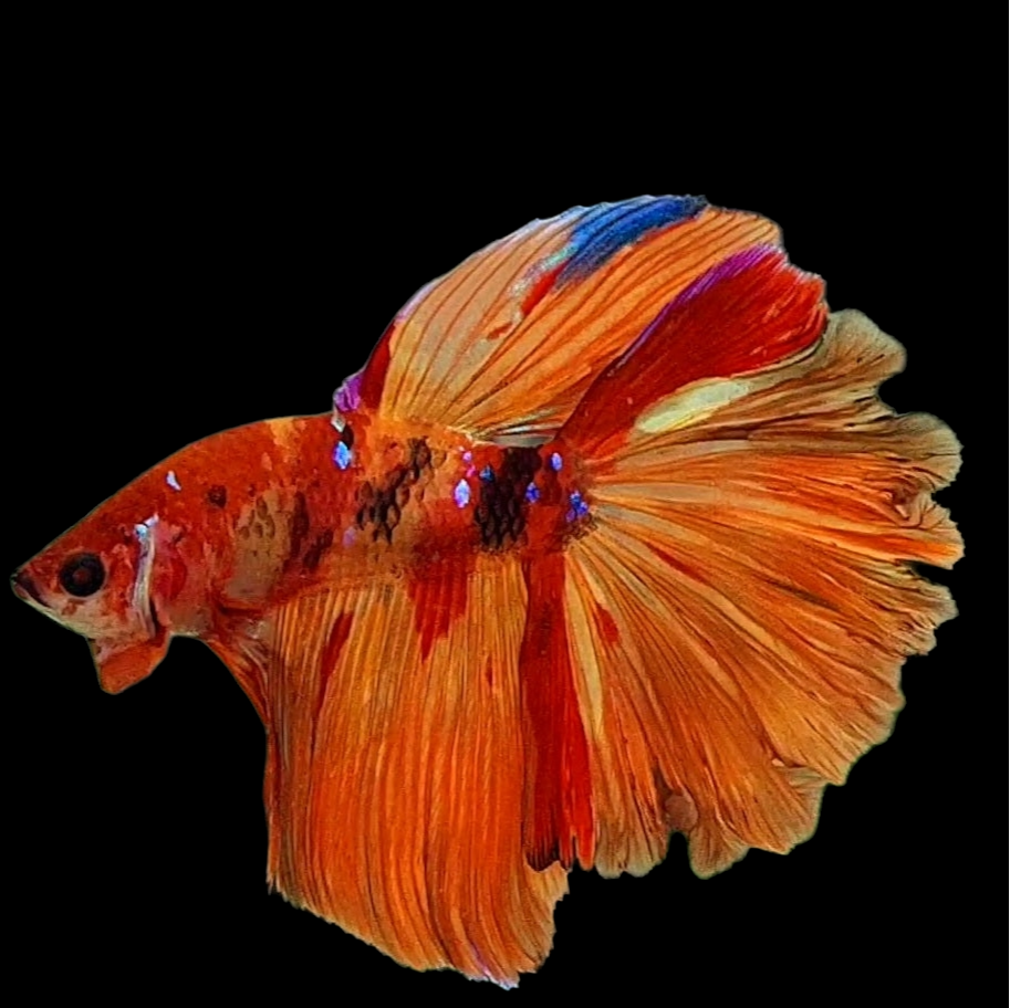 Multicolor Nemo Candy Halfmoon Male