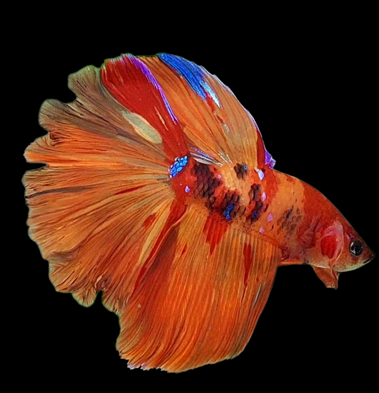 Multicolor Nemo Candy Halfmoon Male