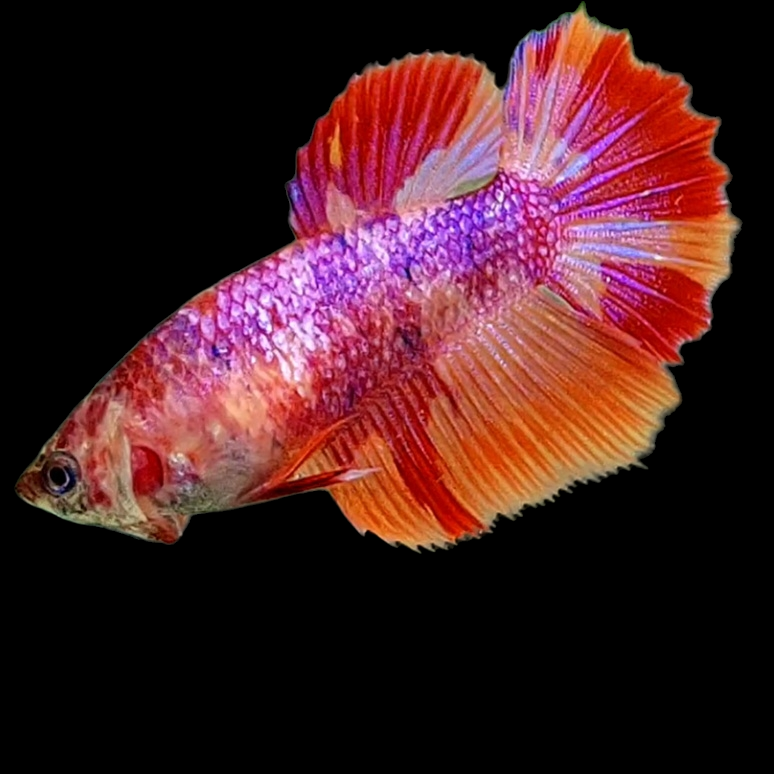 Multicolor Purple Candy Halfmoon Female For Sorority Tank/Breed