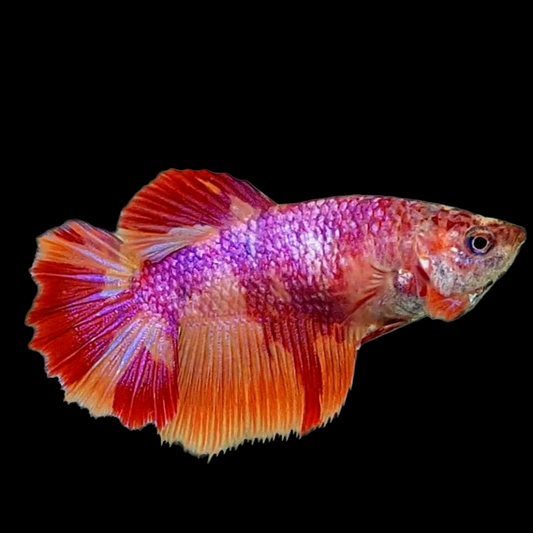 Multicolor Purple Candy Halfmoon Female For Sorority Tank/Breed