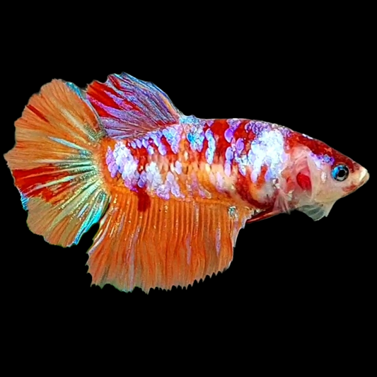 Multicolor Galaxy Halfmoon Female For Sorority Tank/Breed