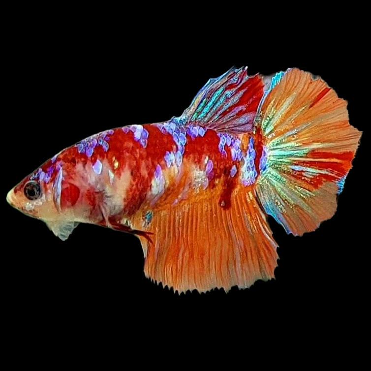 Multicolor Galaxy Halfmoon Female For Sorority Tank/Breed