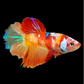 Multicolor Nemo Galaxy Halfmoon Female For Sorority Tank/Breed