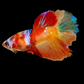 Multicolor Nemo Galaxy Halfmoon Female For Sorority Tank/Breed