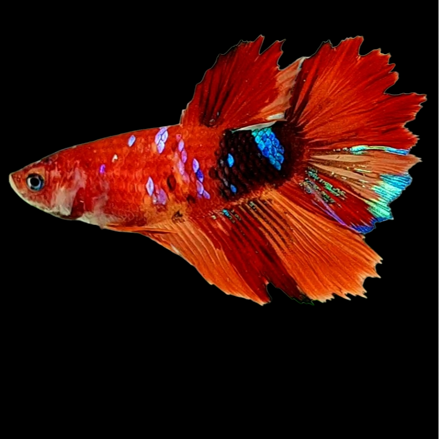 Multicolor Koi Galaxy Halfmoon Female For Sorority Tank/Breed