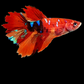 Multicolor Koi Galaxy Halfmoon Female For Sorority Tank/Breed